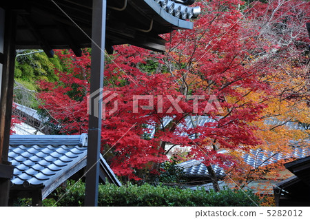 京都秋天Mansyinin 5282012