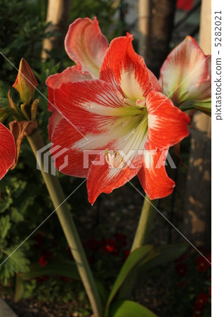 White, red, Amaryllis. White, red, Amaryllis. 5282021