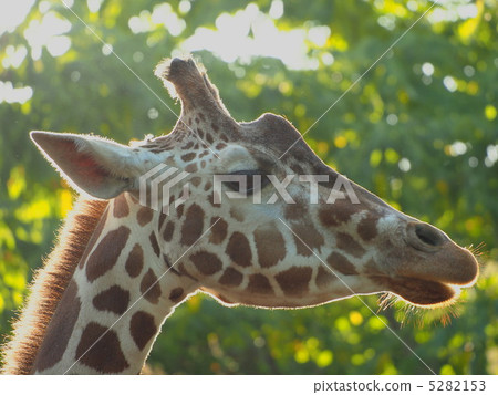 輝煌的輪廓Amykillin 5282153