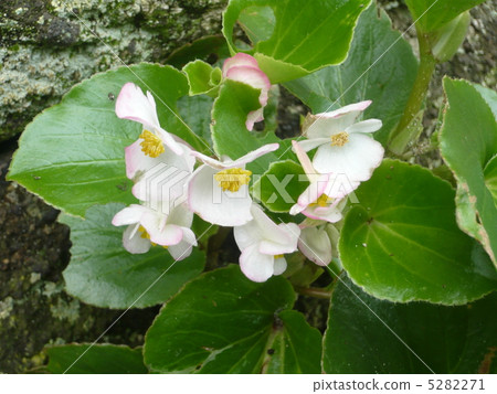 秋海棠 秋海棠 5282271