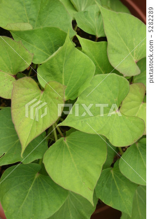 Sweet potato seedlings 5282289