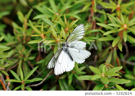 蝴蝶 5282624