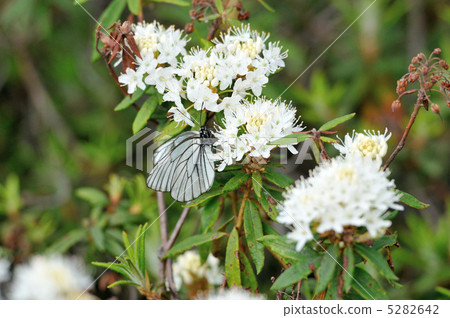 蝴蝶 5282642