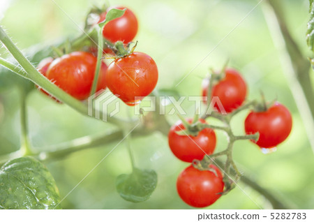 Mini Tomato Mini Tomato 5282783