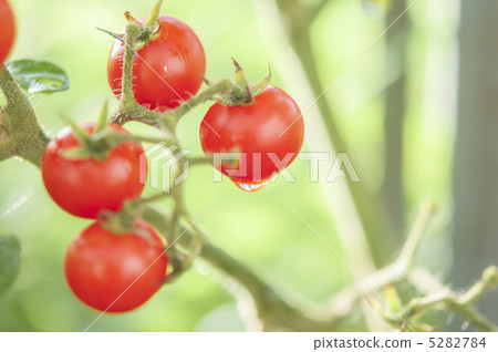Mini Tomato Mini Tomato 5282784