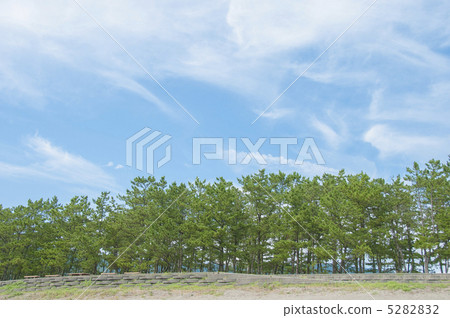 Tide forest Tide forest 5282832
