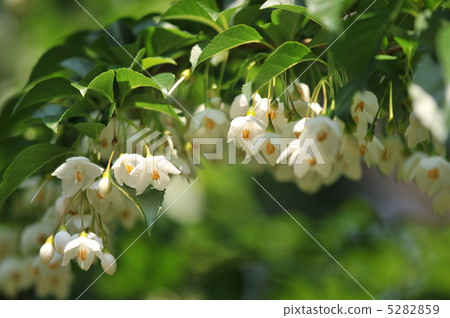 樹木的花朵~Egonoki~ 5282859