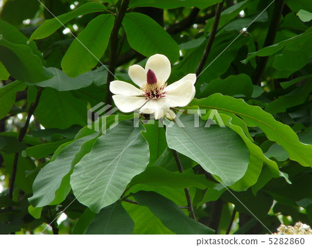 樹花~Honoki~ 5282860