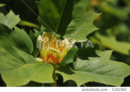 Flowers of trees ~ Yurinoki ~ 5282862
