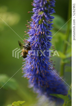 Ezo kingna和蜜蜂 Ezo kingna和蜜蜂 5282961