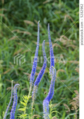 蝦夷Kugaisou 蝦夷Kugaisou 5282962