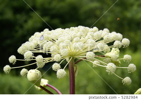 Ezoshi and butterfly 5282984