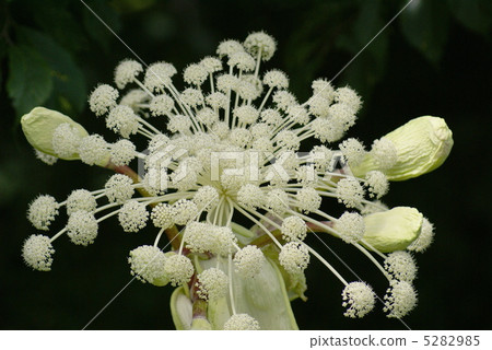 紐約大學 5282985