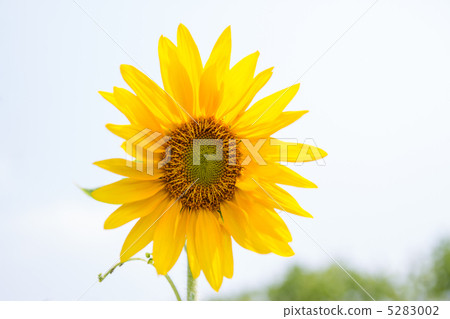 向日葵 向日葵 5283002