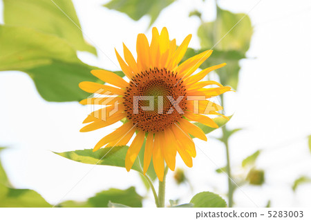 向日葵 5283003