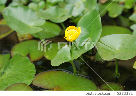 Flower of Kohone 5283381