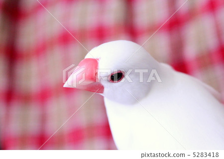 Bunshun no Son Bunshun no Son 5283418