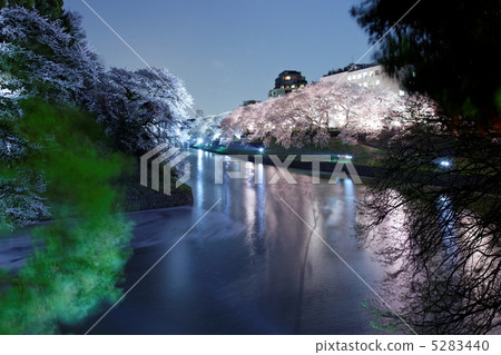 點亮Chidorigafuchi的櫻花樹和湖面反射的風景 5283440