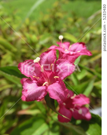 Weigela 5283480