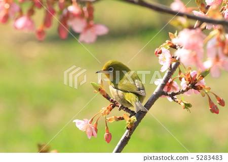 Mejiro in Shibakoen and Kawazu cherry tree 5283483