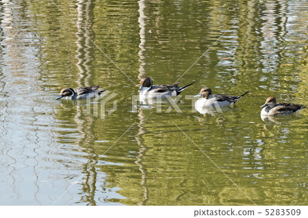 Oneragamo walking in the pond of Arakawa Nature Park 5283509