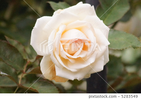Rose [Lampierre de Roncelle] 5283549
