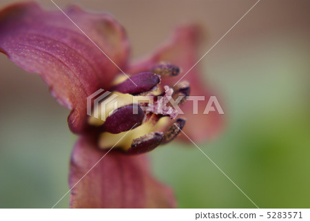 Enrique soup 5283571