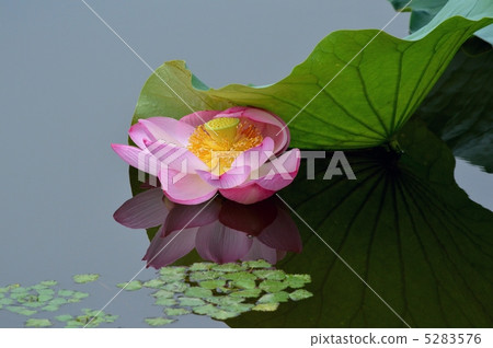 Lotus flower Lotus flower 5283576