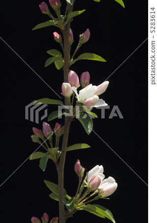 蘋果花 5283614