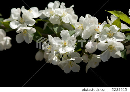 蘋果花 5283615