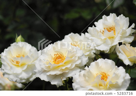 Rose flower «Cushko» 5283716