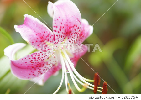 Yuriko Kanoko · Pink 5283754