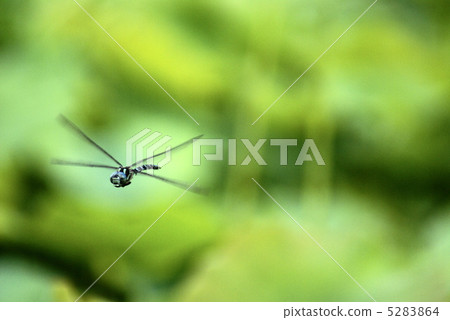 Dragonfly Dragonfly 5283864