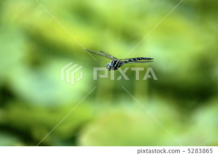 Dragonfly Dragonfly 5283865