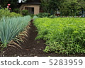 Summer vegetable field Carrot and onion 5283959