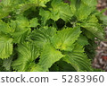 Summer vegetable field Ooba 5283960