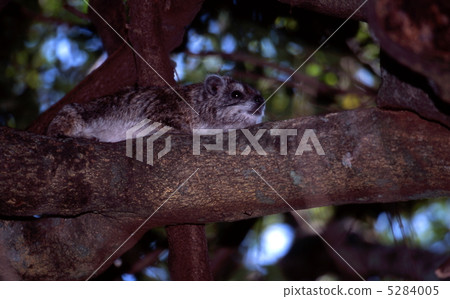 Tree Hilux on the tree 5284005