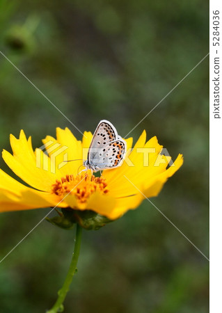 Porcupine butterfly and cosmos Porcupine butterfly and cosmos 5284036