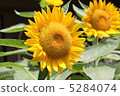 向日葵2 向日葵2 5284074