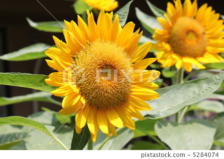 Sunflower 2 Sunflower 2 5284074