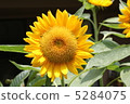 向日葵1 向日葵1 5284075