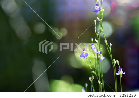 Clione _ 02 5288229