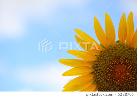Blue sky and sunflower Blue sky and sunflower 5288765