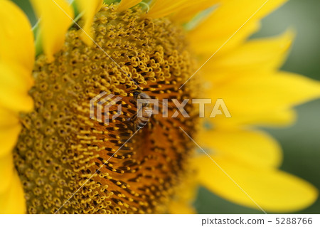 Sunflower and bee Sunflower and bee 5288766
