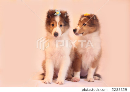 Two Shelties 5288859