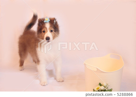 Sheltie站立 5288866