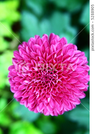 dahlia, dahlias, bloom 5288905