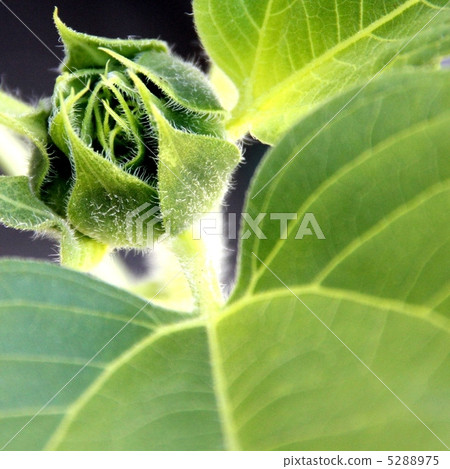 Bud 5288975