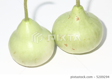Gourd Nam Tao Thailand 5289294