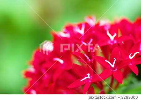 紅色pentas特寫鏡頭 5289300